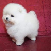 Spitz Pomerania