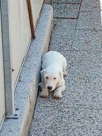 Cucciolone di jack russell con pedigree