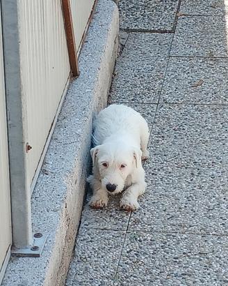 Cucciolone di jack russell con pedigree