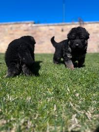 Cuccioli pastore tedesco con pedigree
