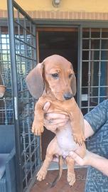Cucciola bassotto standard