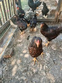 Pulcinotti gallina wyandotte
