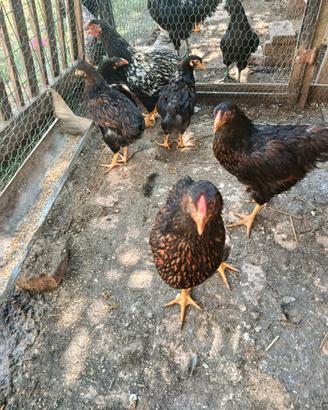 Pulcinotti gallina wyandotte