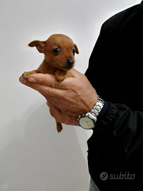 Disponibili pinscher toy