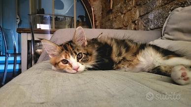 Maine Coon