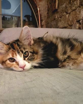 Maine Coon