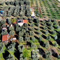 Terreno agricolo con magazzino, uliveto e pozzo