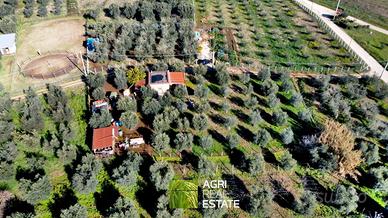 Terreno agricolo con magazzino, uliveto e pozzo