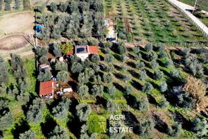 Terreno agricolo con magazzino, uliveto e pozzo