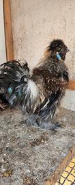 Gallo moroseta