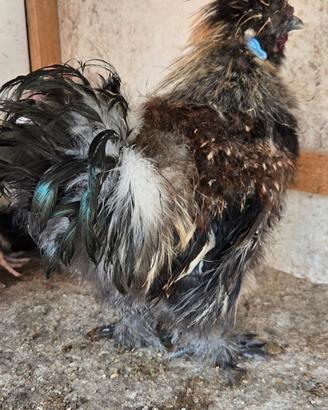 Gallo moroseta