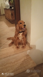 Cuccioli di cocker spaniel cioccolato