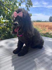 Sophia Barboncino Toy Nero PedigreeFemmina 6 anni