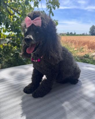 Sophia Barboncino Toy Nero PedigreeFemmina 6 anni