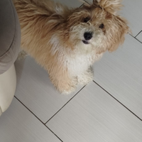 Barboncino nato a settembre