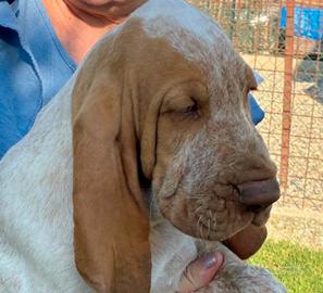 Bracco Italiano