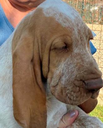Bracco Italiano