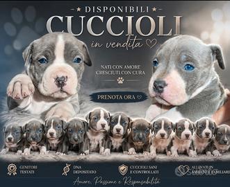 Amstaff cuccioli (American staffordshire terrier )