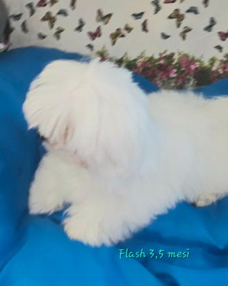 Cucciolo maltese coreano con pedigree