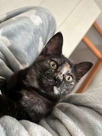 Gatto Tartaruga