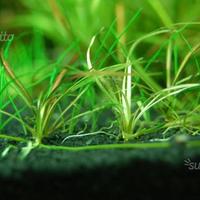 Misto di piantine per acquario da 30-40 litri