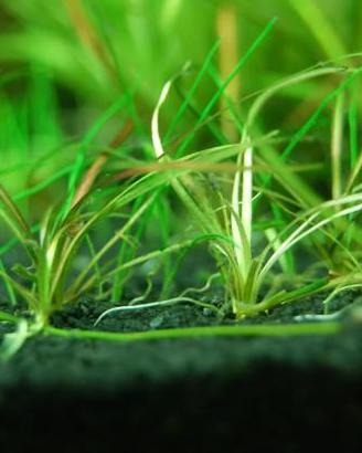 Misto di piantine per acquario da 30-40 litri