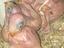 Immagine 3