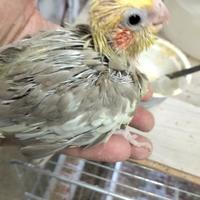 Calopsite allevato a mano