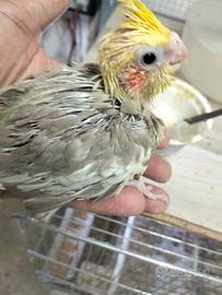 Calopsite allevato a mano