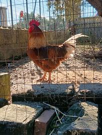 Gallo ovaiolo