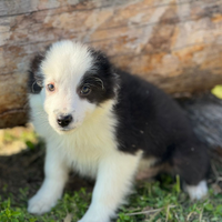 Border collie