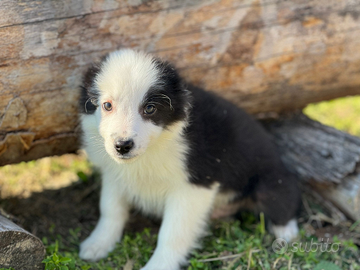Border collie