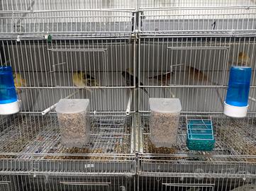 Disponibili canerini