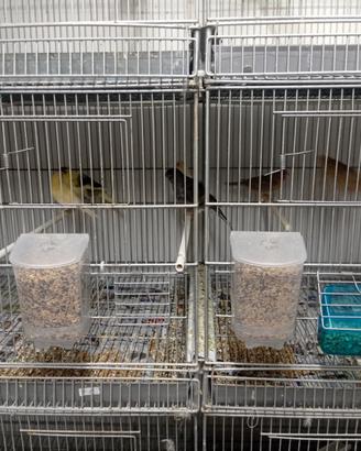 Disponibili canerini