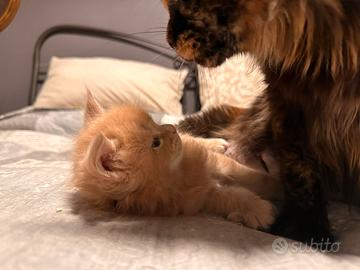 Cucciolo Maine coon femmina