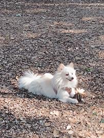 Spitz tedesco