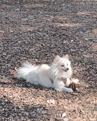 Spitz tedesco