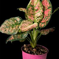Aglaonema Crimson Love