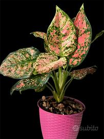 Aglaonema Crimson Love