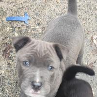 Ultimi 2 cuccioli Pitbull