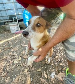Cagnolino 7 anni taglia piccola