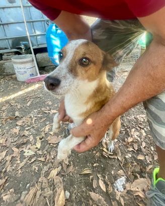 Cagnolino 7 anni taglia piccola