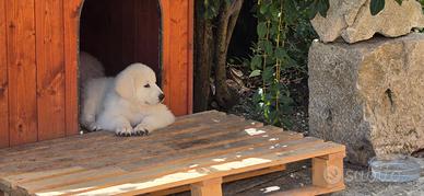 Cuccioli di maremmano