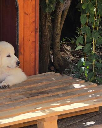 Cuccioli di maremmano