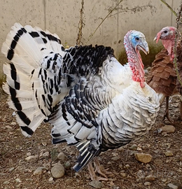 Tacchino Ermellinato