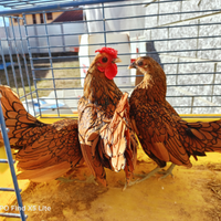 Sebright oro