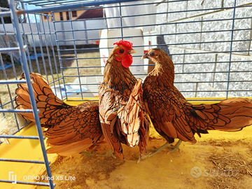 Sebright oro