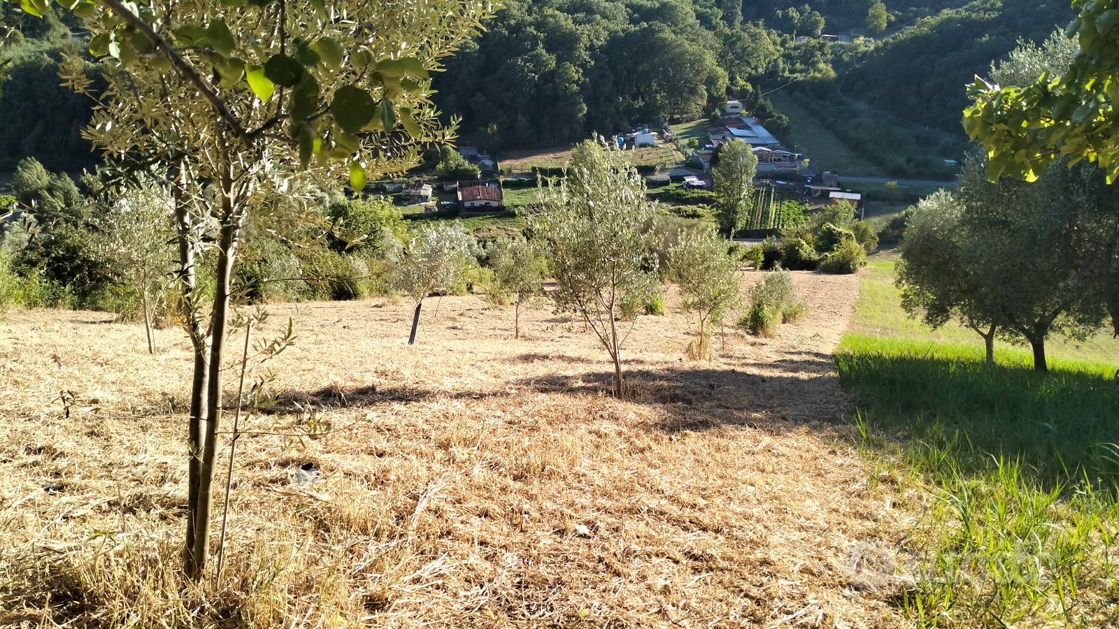 Terreno agricolo - Altro