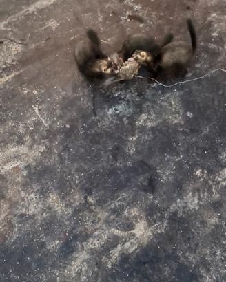 Furetti di 4 mesi