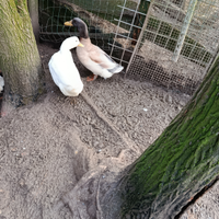 Anitre Germanate Reali